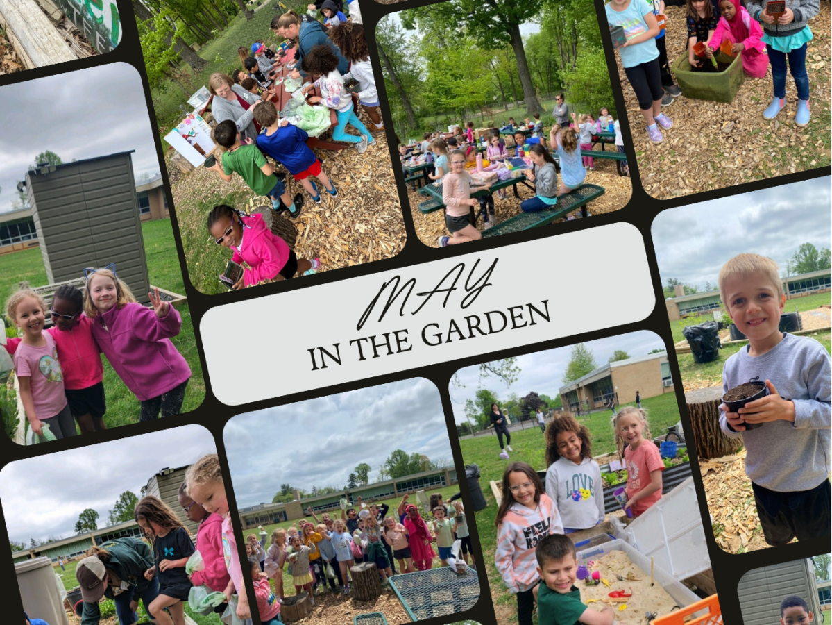 Plant TakeHome:  Photos and How to Care for Your “Adopted&nbsp;Plant”