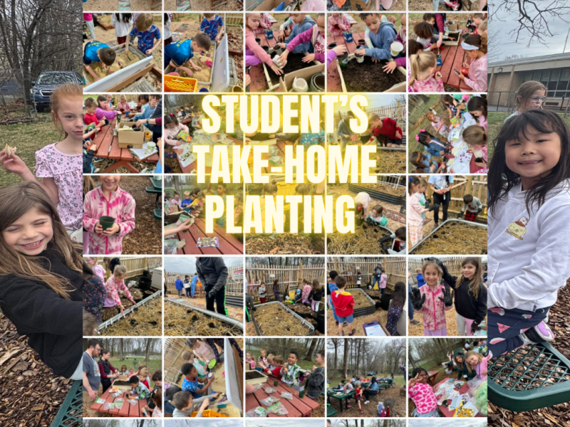 How To Care for Your Student’s Take-Home&nbsp;Plant